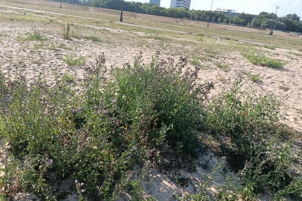 Кто не купается, тот не тонет: урбанист и коммунист объяснили, почему в Казани нет ни одного нормального пляжа Кто не купается, тот не тонет: урбанист и коммунист объяснили, почему в Казани нет ни одного нормального пляжа