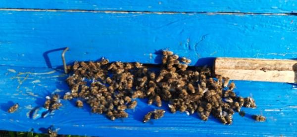 Буржуи против пчел: пасечники в Татарстане снова винят агрохолдинги в гибели своих кормилиц