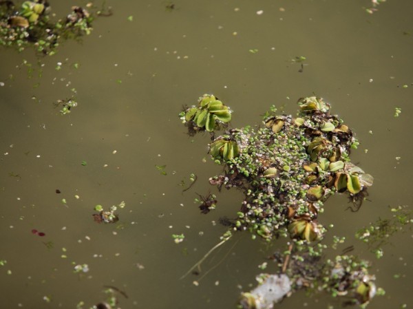 Афиша Казани на первый летний уикенд: узнать историю денима и станцевать на Пушкинском балу