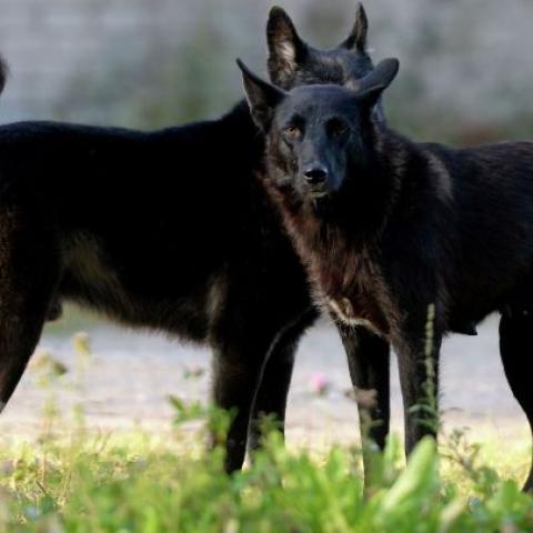 Бродячие собаки напали на 7-летнего мальчика возле озера Лебяжье