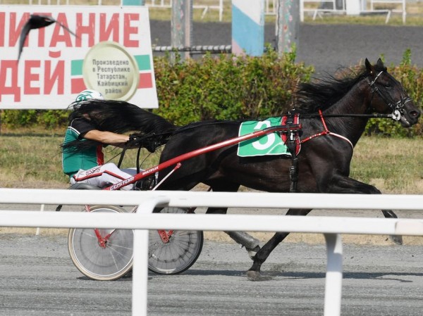 Чистокровный арабский жеребец Василевс выиграл приз &laquo;Сабантуй-2021&raquo;