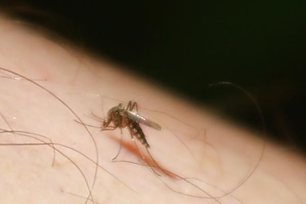 Комариное лето - 2021: казанцев атакуют озверевшие пискуны и кусаки