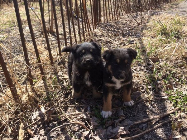 В Казани откроется первый мобильный пункт вакцинации и стерилизации собак В Казани откроется первый мобильный пункт вакцинации и стерилизации собак