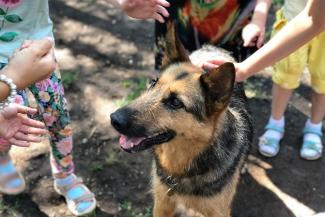 &laquo;Сразу поняла, что это &laquo;моя&raquo; собака&raquo;: шесть обитателей казанского приюта &laquo;Зооцентр&raquo; нашли себе дом