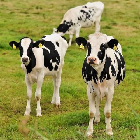 А вы знаете как вырастить телят в прекрасных бычков и коров?