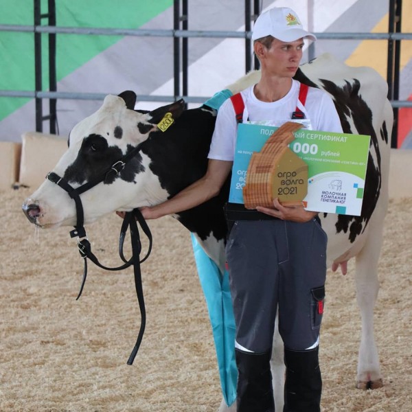 В Татарстане выбрали самую красивую корову (ФОТО)