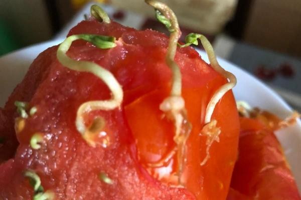 &laquo;Это чем же нас кормят?&raquo;: помидор, купленный в казанском супермаркете, превратился в монстра