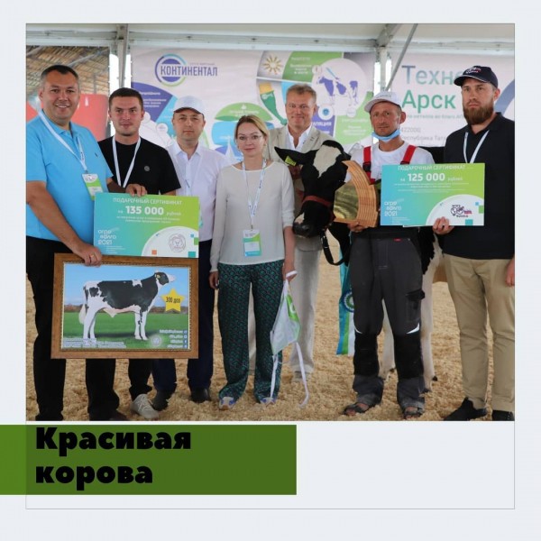 В Татарстане выбрали самую красивую корову (ФОТО)