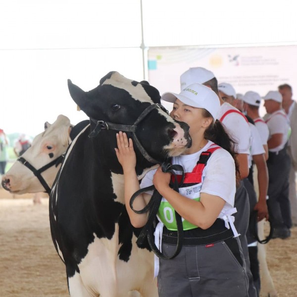 В Татарстане выбрали самую красивую корову (ФОТО)