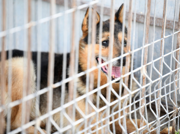 И.Метшин: «Мы ставим перед собой задачу – сделать Казань городом без брошенных животных» И.Метшин: «Мы ставим перед собой задачу – сделать Казань городом без брошенных животных»
