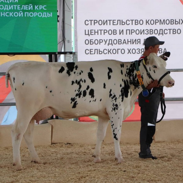В Татарстане выбрали самую красивую корову (ФОТО)