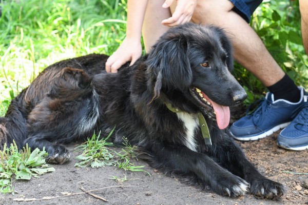 На акции в Горкинско-Ометьевском лесу казанцы обрели новых четвероногих друзей