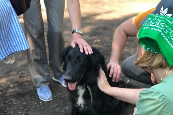 &laquo;Сразу поняла, что это &laquo;моя&raquo; собака&raquo;: шесть обитателей казанского приюта &laquo;Зооцентр&raquo; нашли себе дом