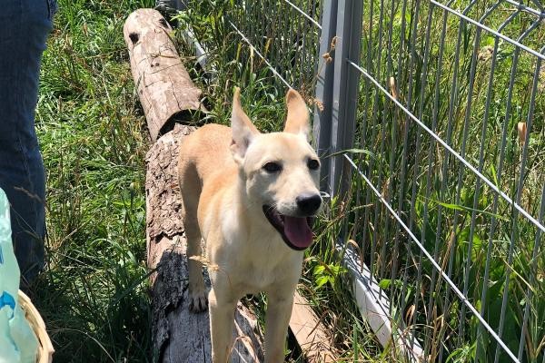 &laquo;Сразу поняла, что это &laquo;моя&raquo; собака&raquo;: шесть обитателей казанского приюта &laquo;Зооцентр&raquo; нашли себе дом
