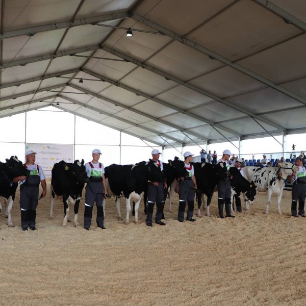 В Татарстане выбрали самую красивую корову (ФОТО)