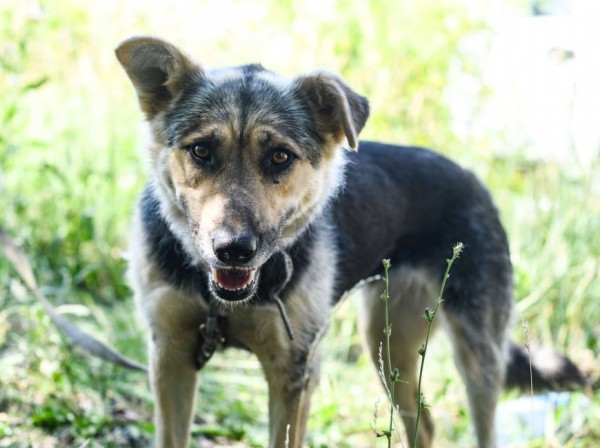 Жители поселка Северный воспользовались услугами мобильного пункта вакцинации и стерилизации собак Жители поселка Северный воспользовались услугами мобильного пункта вакцинации и стерилизации собак