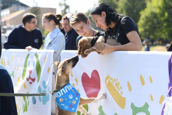 Ильсур Метшин взял из приюта четвероногого друга &ndash; он назвал собаку Аявриком