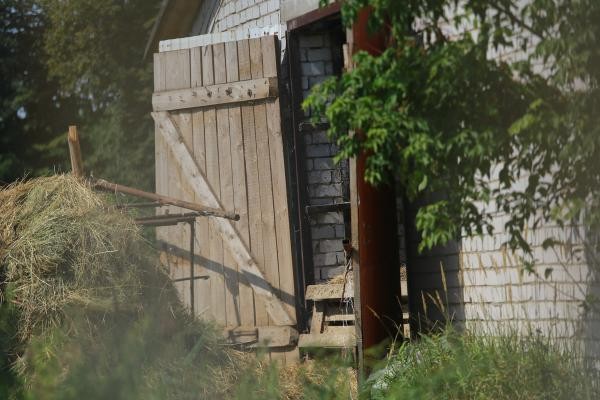 &laquo;Они узнали вкус крови и уже не остановятся&raquo;: под Казанью стая псов растерзала телят на ферме, на очереди - люди?