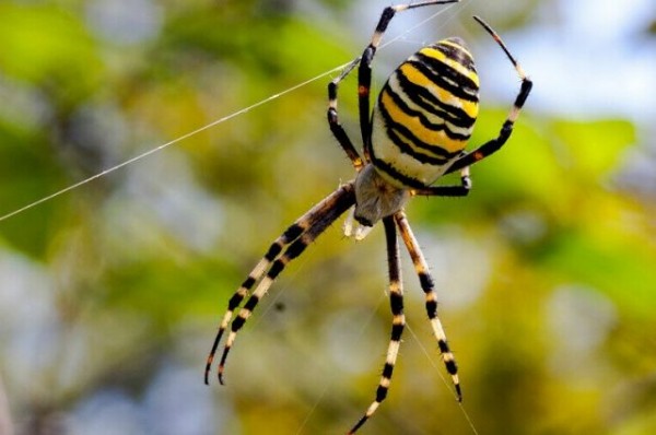 В Татарстане появился паук-оса: учёный КФУ объяснил, насколько он опасен