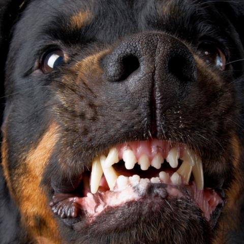 Ротвейлер покусал двоих маленьких детей на глазах у матери