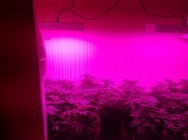 В Альметьевске полицейские задержали мужчину, который выращивал коноплю прямо в квартире