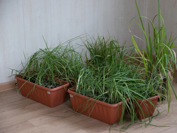 На территории нового питомника в Казани высаживают порядка 700 корней краснокнижного растения – ириса сибирского На территории нового питомника в Казани высаживают порядка 700 корней краснокнижного растения – ириса сибирского