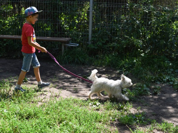 В Казани выдадут гранты за лучшие проекты по пропаганде бережного отношения к животным