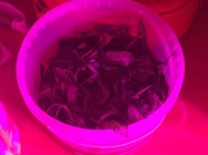 В Альметьевске полицейские задержали мужчину, который выращивал коноплю прямо в квартире