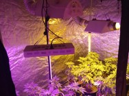 В Альметьевске полицейские задержали мужчину, который выращивал коноплю прямо в квартире