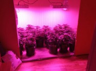 В Альметьевске полицейские задержали мужчину, который выращивал коноплю прямо в квартире