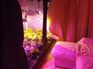 В Альметьевске полицейские задержали мужчину, который выращивал коноплю прямо в квартире