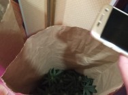 В Альметьевске полицейские задержали мужчину, который выращивал коноплю прямо в квартире