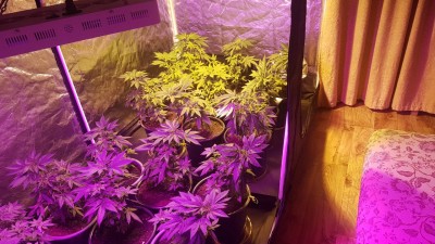 В Альметьевске полицейские задержали мужчину, который выращивал коноплю прямо в квартире