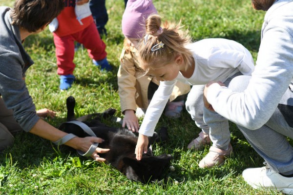 Ильсур Метшин взял из приюта четвероногого друга &ndash; он назвал собаку Аявриком