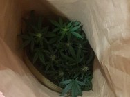 В Альметьевске полицейские задержали мужчину, который выращивал коноплю прямо в квартире