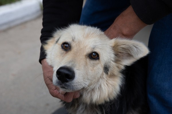 И.Метшин о решении вопроса бездомных собак: &laquo;Мы заинтересованы в выработке лучшей практики, сейчас таковой в России пока нет&raquo;