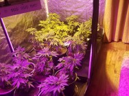 В Альметьевске полицейские задержали мужчину, который выращивал коноплю прямо в квартире