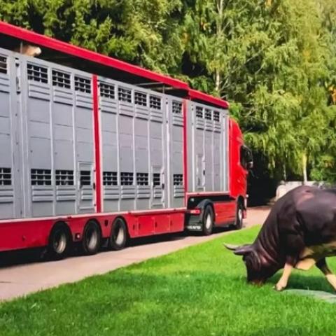 В Головное племенное предприятие "Элита" прибыли быки мировой селекции из Чехии