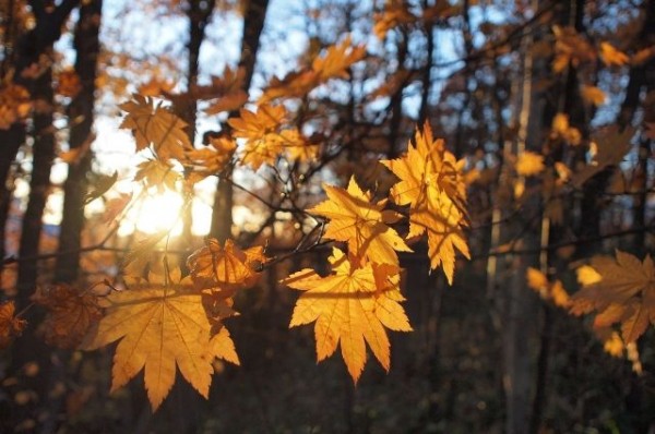 На следующей неделе в Казань придет потепление до +20 градусов