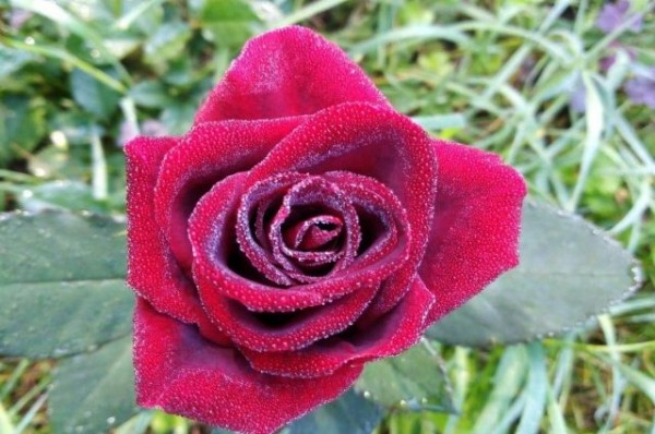 Ждите минус: татарстанцев второй раз на неделе предупредили о заморозках