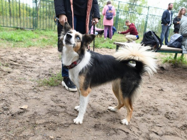 На акции &laquo;Лапа дружбы&raquo; в парке им.Урицкого хозяев обрели четыре собаки из приюта