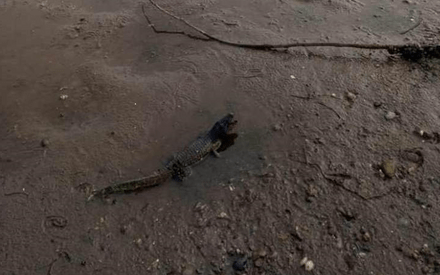 В Каме под Нижнекамском очевидцы наткнулись на крокодила В Каме под Нижнекамском очевидцы наткнулись на крокодила