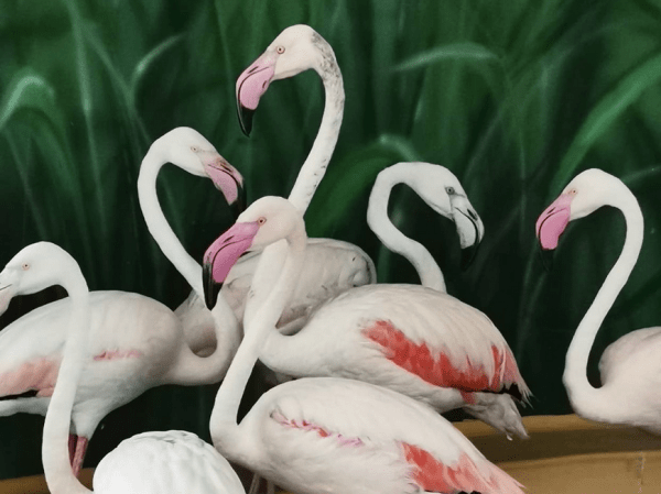В Казанском зооботсаду поселились шесть новых фламинго В Казанском зооботсаду поселились шесть новых фламинго