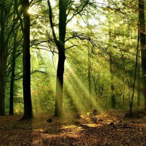 Страшная находка: в Казани нашли мужчину, который в мае ушел в монастырь