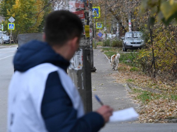 Рост, вес, окрас шерстки и наличие бирки: в Казани начали считать бездомных собак Рост, вес, окрас шерстки и наличие бирки: в Казани начали считать бездомных собак