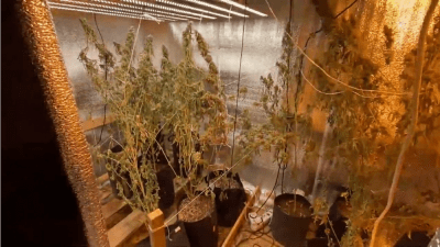 В Татарстане бывший собственник проданной бани тайком от покупателя разводил там коноплю