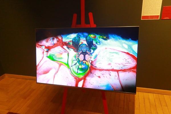 «Ироды, провокаторы, креста на них нет…»: в Казани открылась выставка-протест молодых творцов