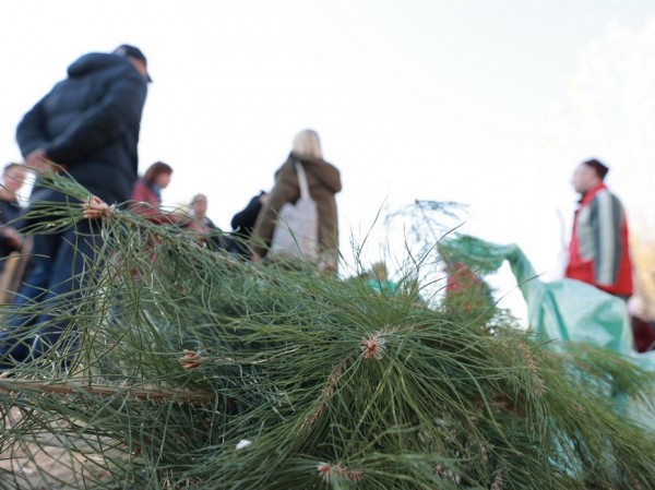 Более 50 саженцев сосны высадили на территории Русско-Немецкой Швейцарии