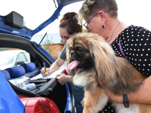 Жители Авиастроительного района смогут бесплатно вакцинировать и стерилизовать своих собак