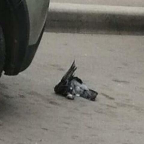 В Зеленодольске учительница физики прислала школьникам задачку с мертвым голубем В Зеленодольске учительница физики прислала школьникам задачку с мертвым голубем